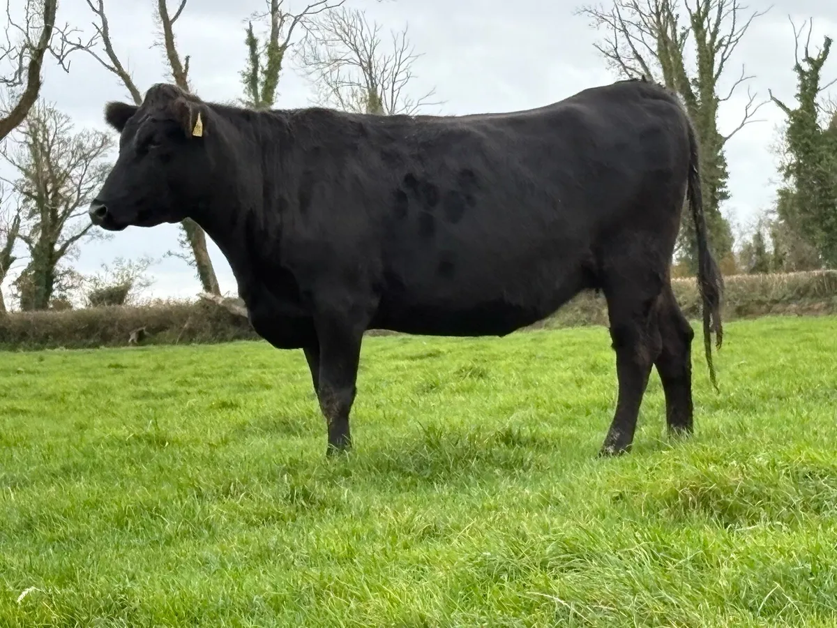 5 star ⭐️⭐️⭐️⭐️⭐️genotyped incalf heifer - Image 4
