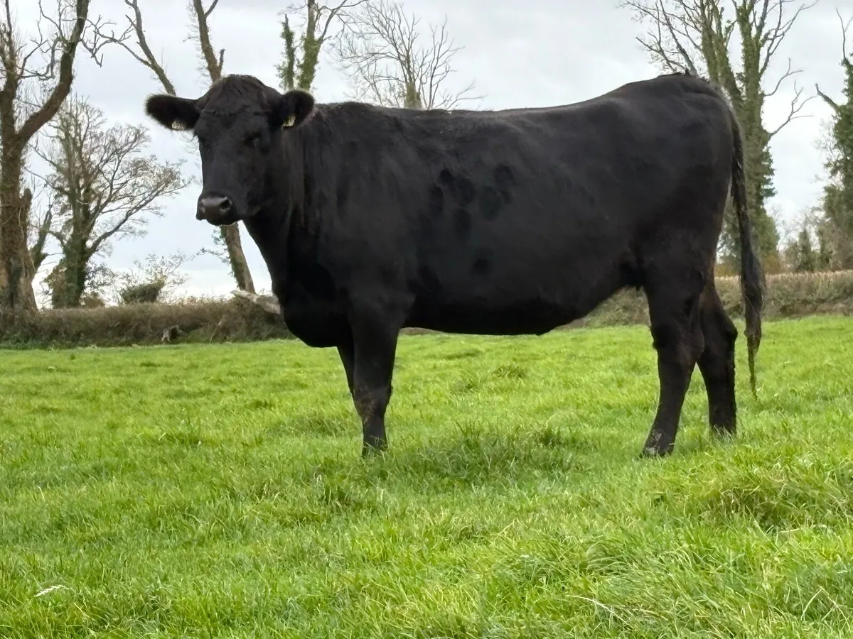 5 star ⭐️⭐️⭐️⭐️⭐️genotyped incalf heifer - Image 1