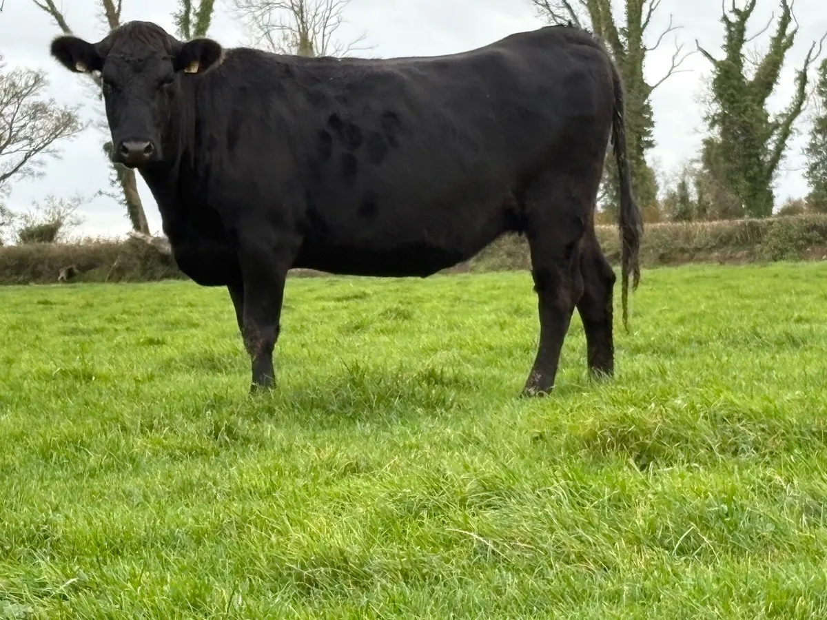 5 star ⭐️⭐️⭐️⭐️⭐️genotyped incalf heifer - Image 2