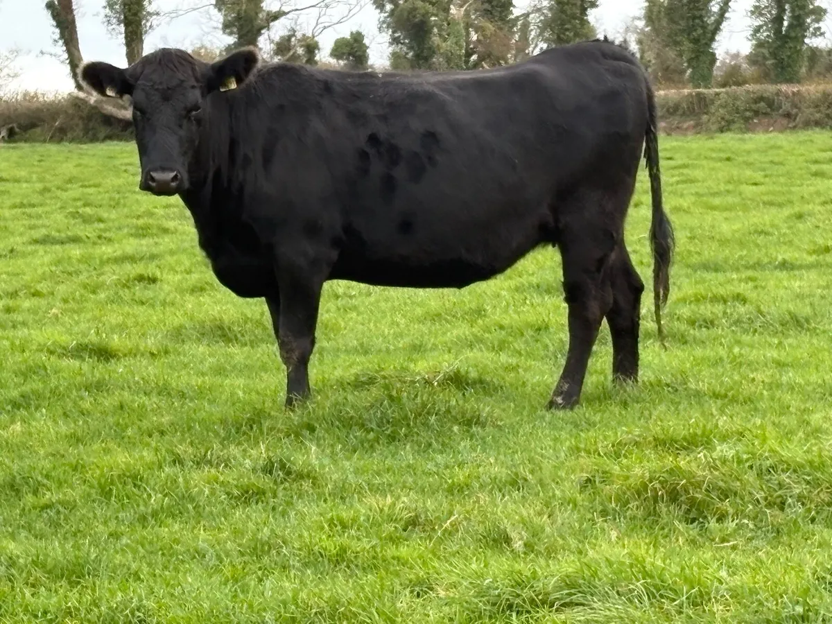 5 star ⭐️⭐️⭐️⭐️⭐️genotyped incalf heifer - Image 3