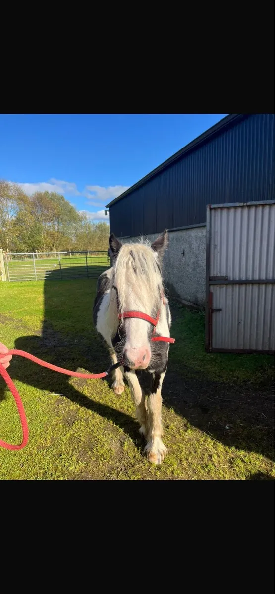 18 month old black and white filly - Image 4