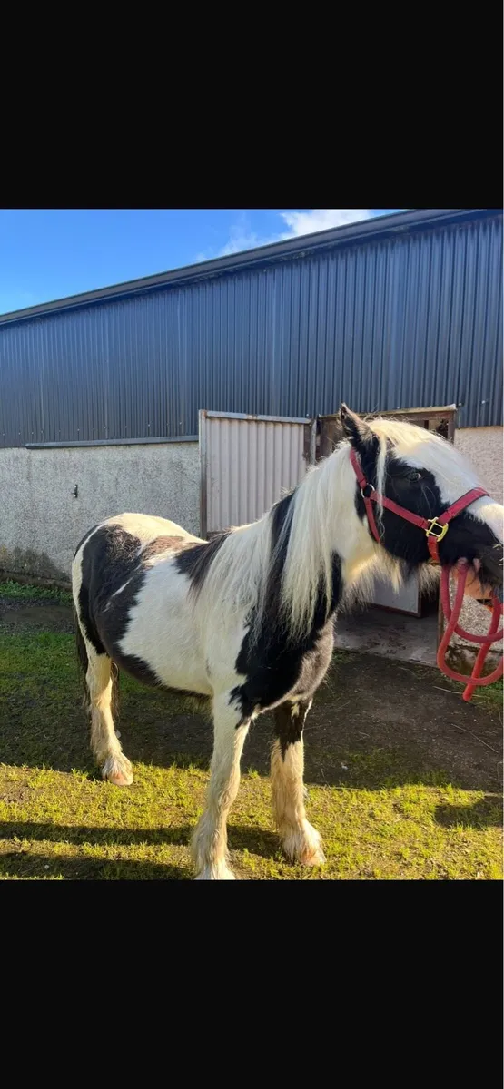 18 month old black and white filly - Image 1