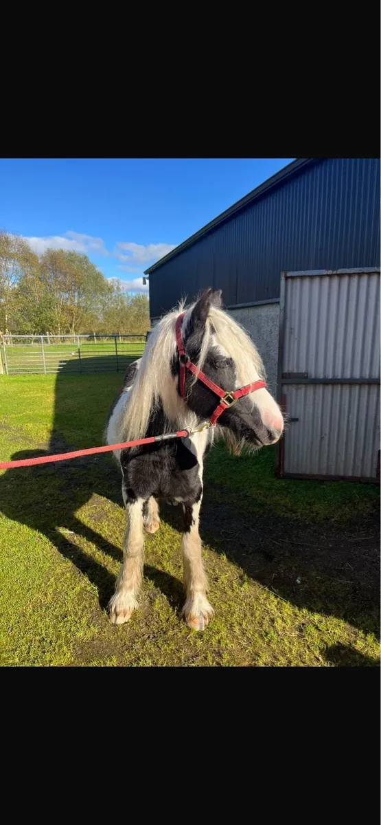18 month old black and white filly - Image 2