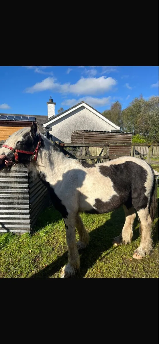 18 month old black and white filly - Image 3