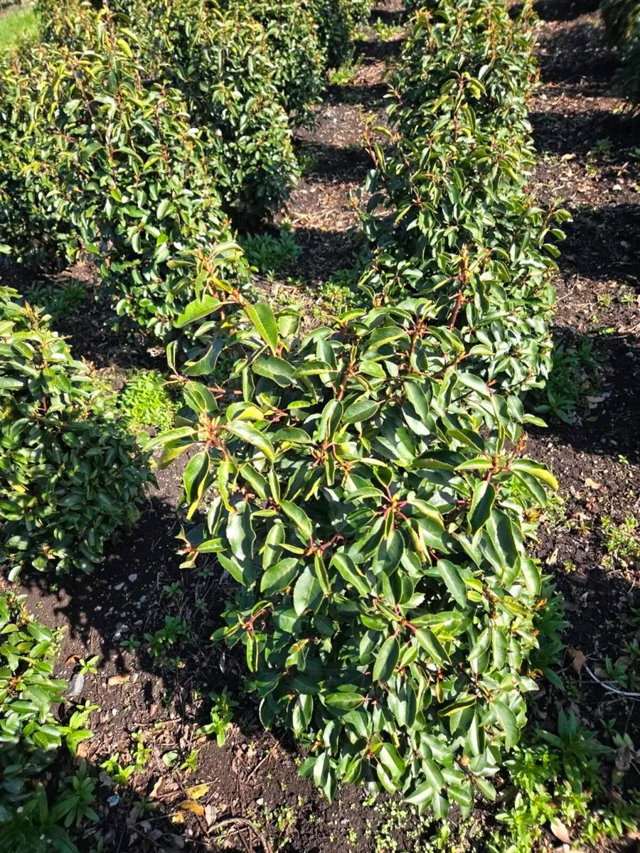 Portuguese Laurel Hedging 80-100cm - Image 2