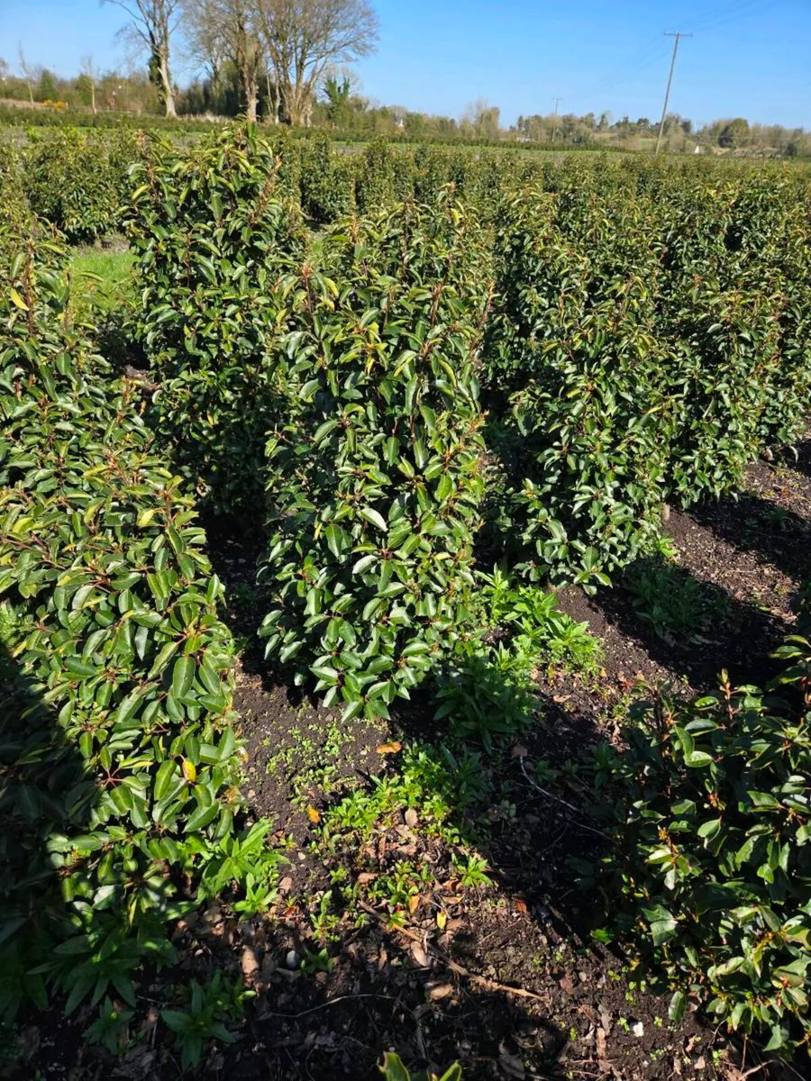 Portuguese Laurel Hedging 80-100cm - Image 3