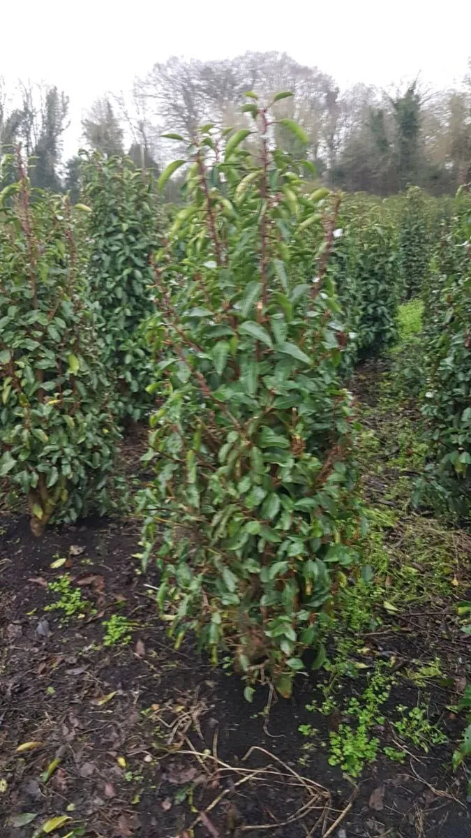 Portuguese Laurel Hedging 80-100cm - Image 4