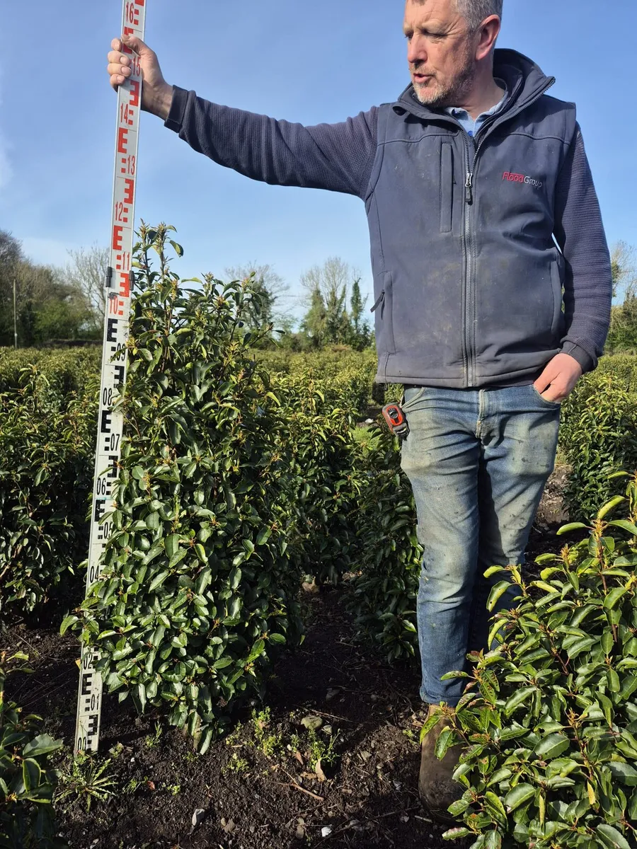 Portuguese Laurel Hedging 80-100cm - Image 1