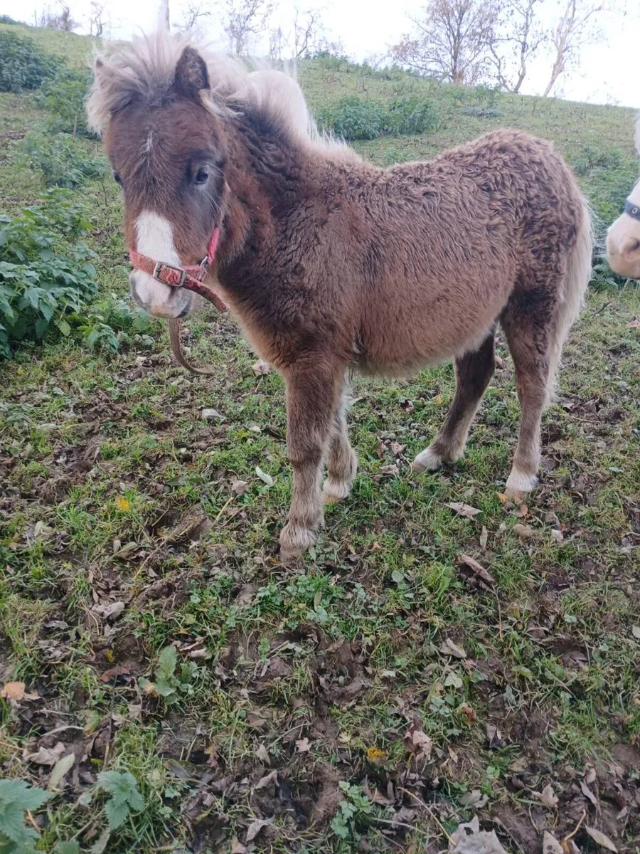 Filly foal ( miniature) - Image 2