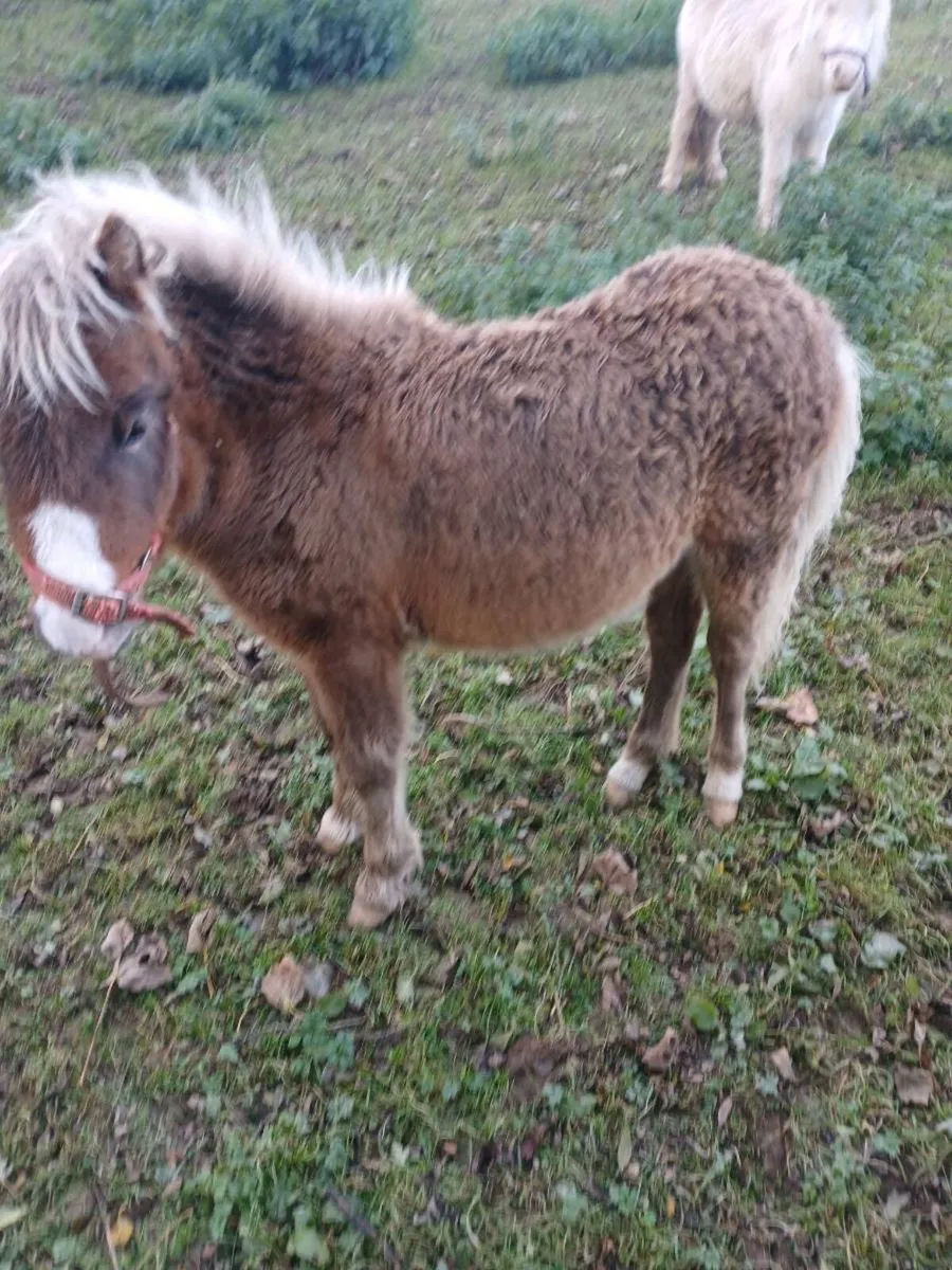 Filly foal ( miniature) - Image 3