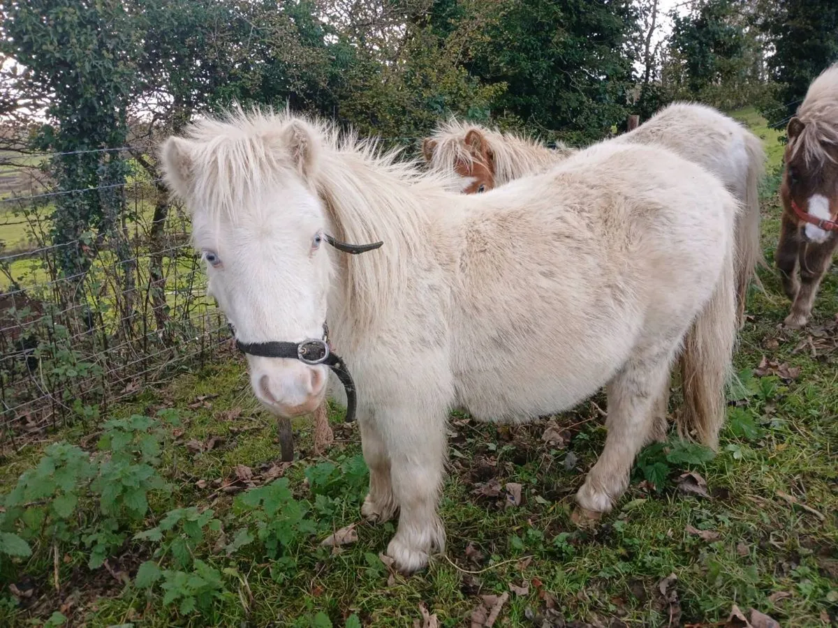 Filly foal ( miniature) - Image 4