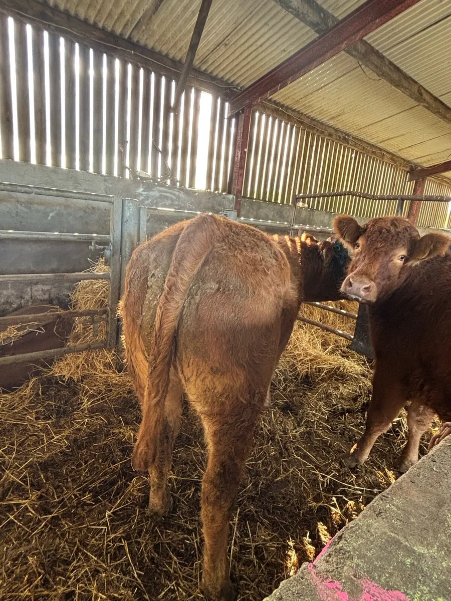 Beef Cattle - Image 4