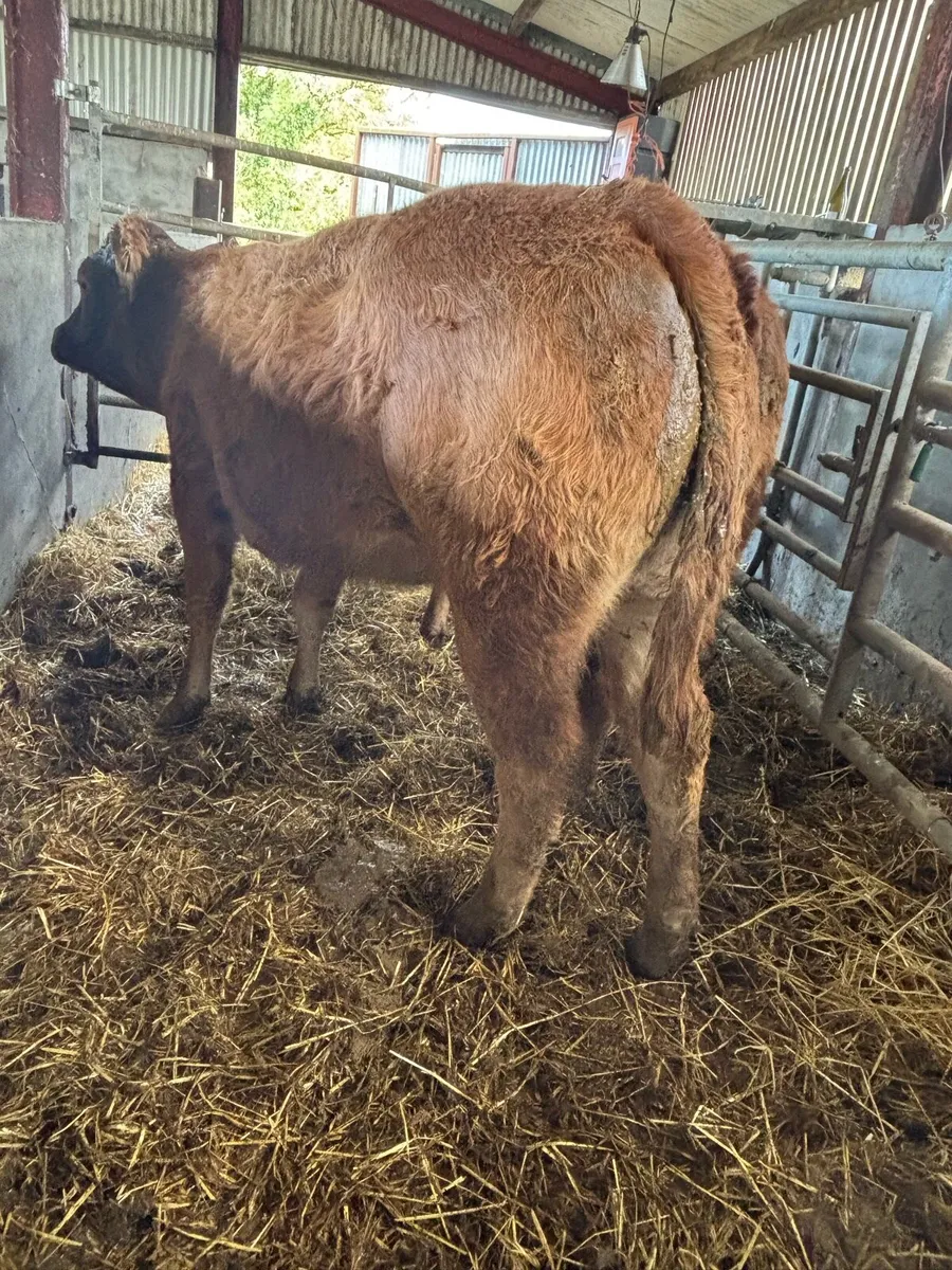 Beef Cattle - Image 1