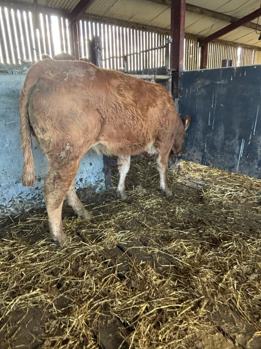 Beef Cattle - Image 2