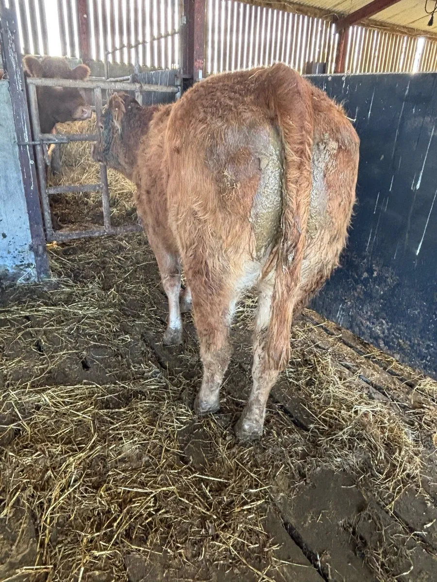 Beef Cattle - Image 3