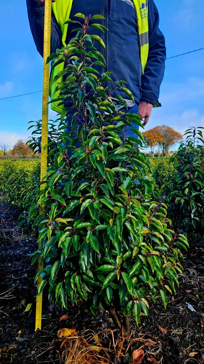 Portuguese Laurel Hedging 1-1.2m rootball - Image 2