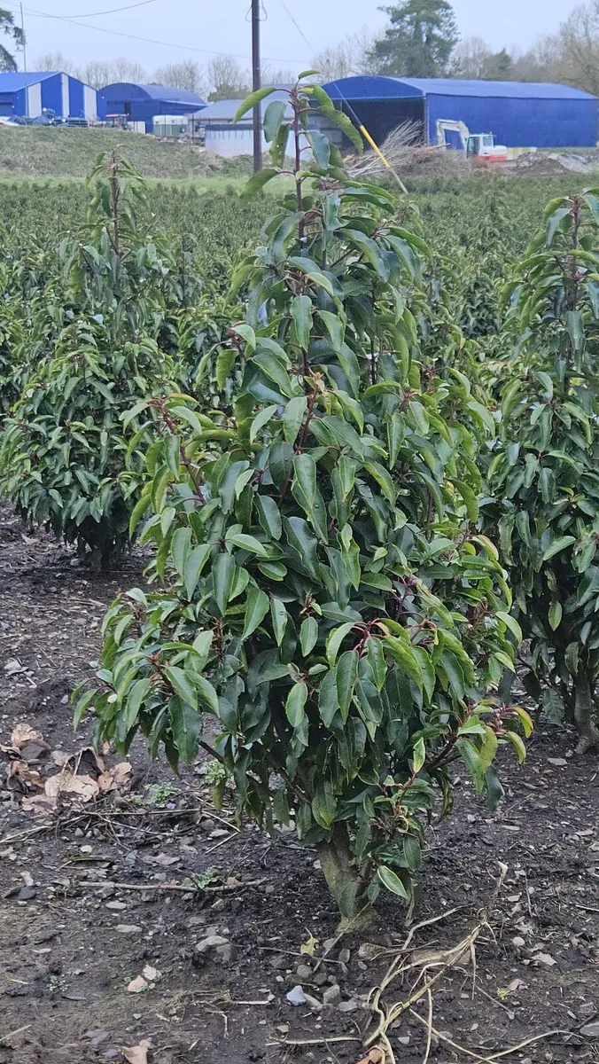 Portuguese Laurel Hedging 1-1.2m rootball - Image 3