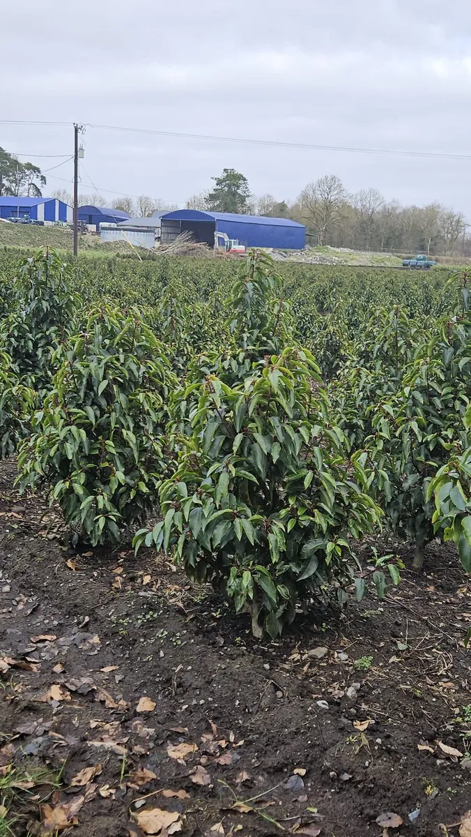 Portuguese Laurel Hedging 1-1.2m rootball - Image 4