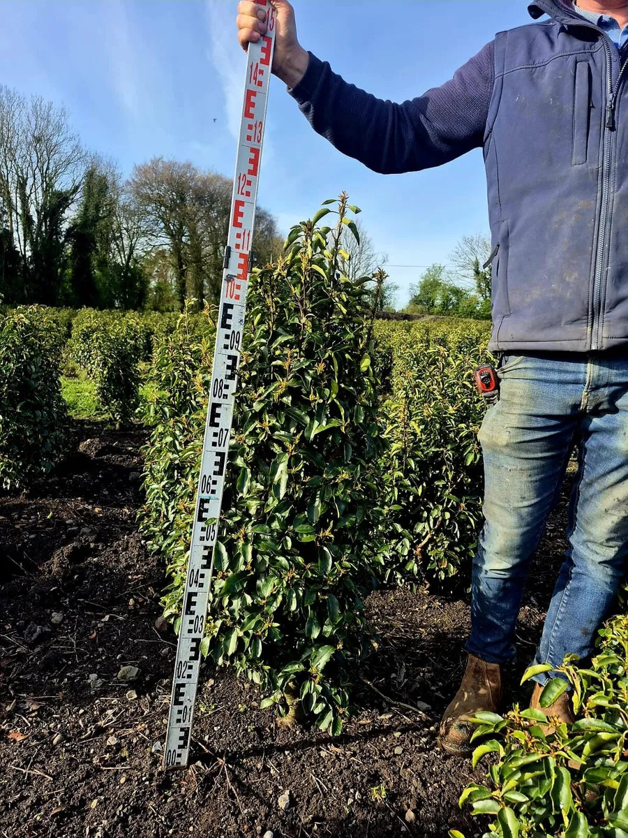 Portuguese Laurel Hedging 1-1.2m rootball - Image 1