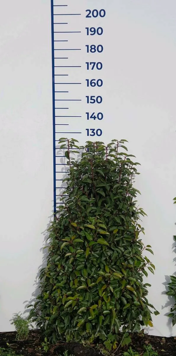 Portuguese Laurel Hedging 1.2-1.4m rootball - Image 1