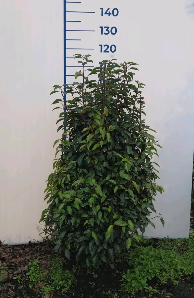 Portuguese Laurel Hedging 1.2-1.4m rootball - Image 2