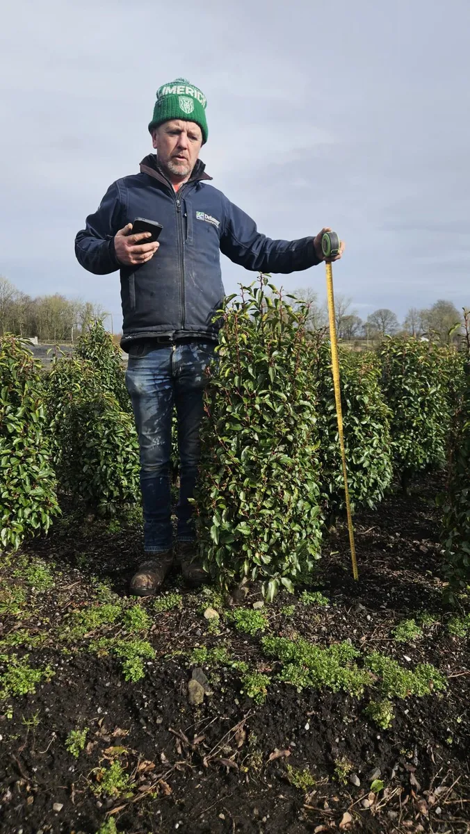 Portuguese Laurel Hedging 1.2-1.4m rootball - Image 3