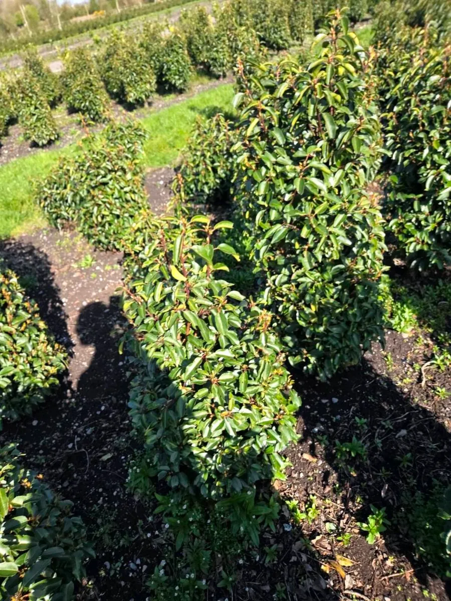 Portuguese Laurel Hedging 1.2-1.4m rootball - Image 4
