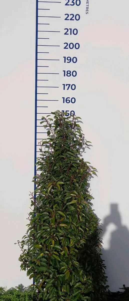 Portuguese Laurel Hedging 1.4-1.6m rootball - Image 1
