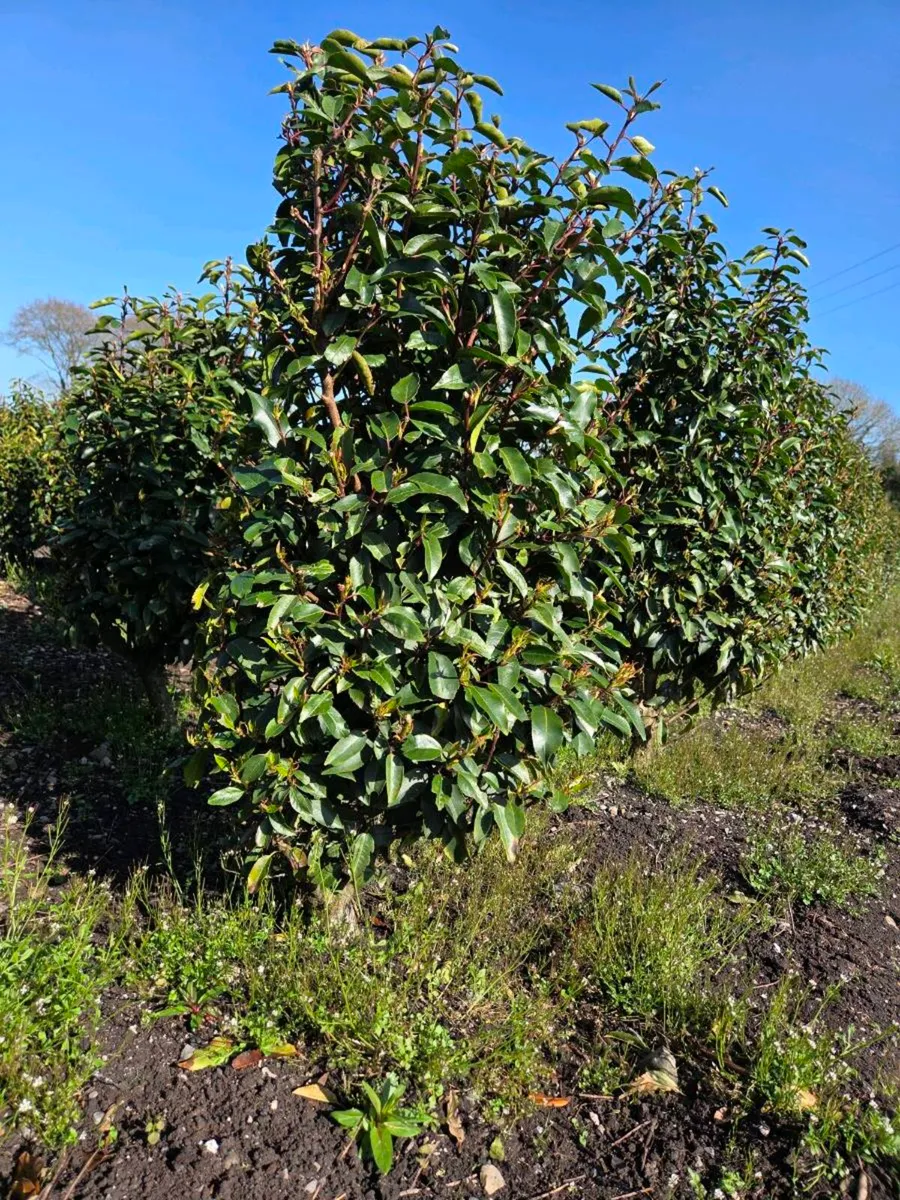 Portuguese Laurel Hedging 1.4-1.6m rootball - Image 2