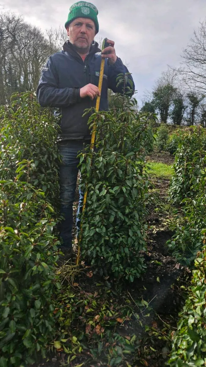 Portuguese Laurel Hedging 1.4-1.6m rootball - Image 4