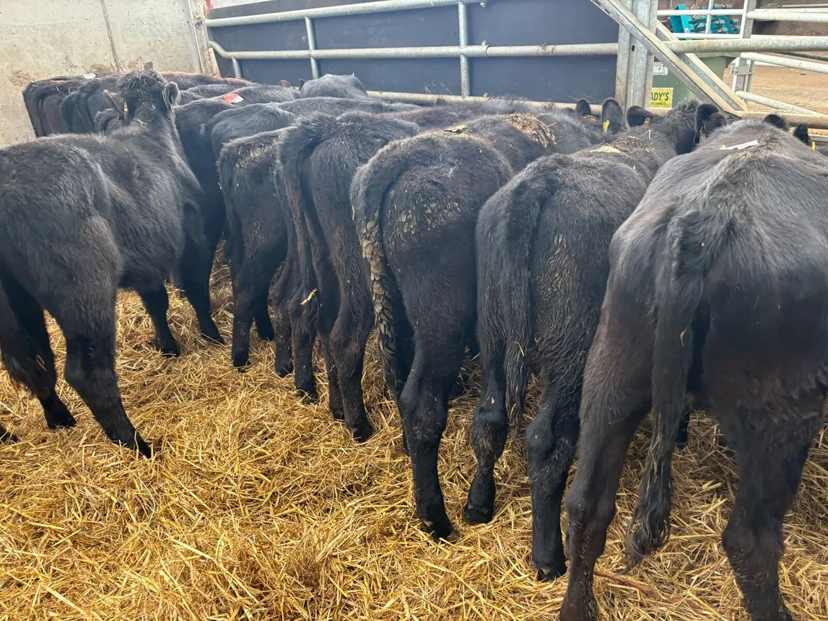 20 super Angus weanling heifers - Image 2