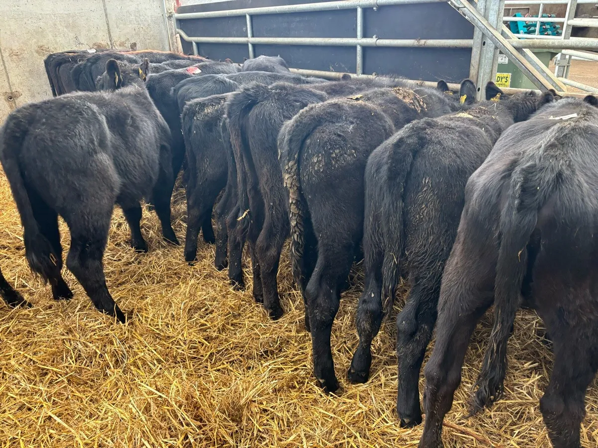 20 super Angus weanling heifers - Image 3