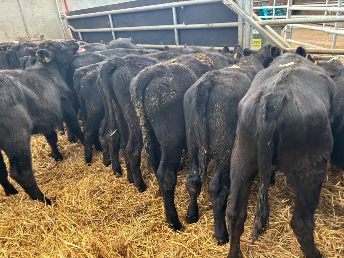 20 super Angus weanling heifers - Image 4