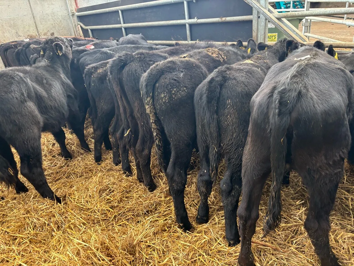 20 super Angus weanling heifers - Image 1