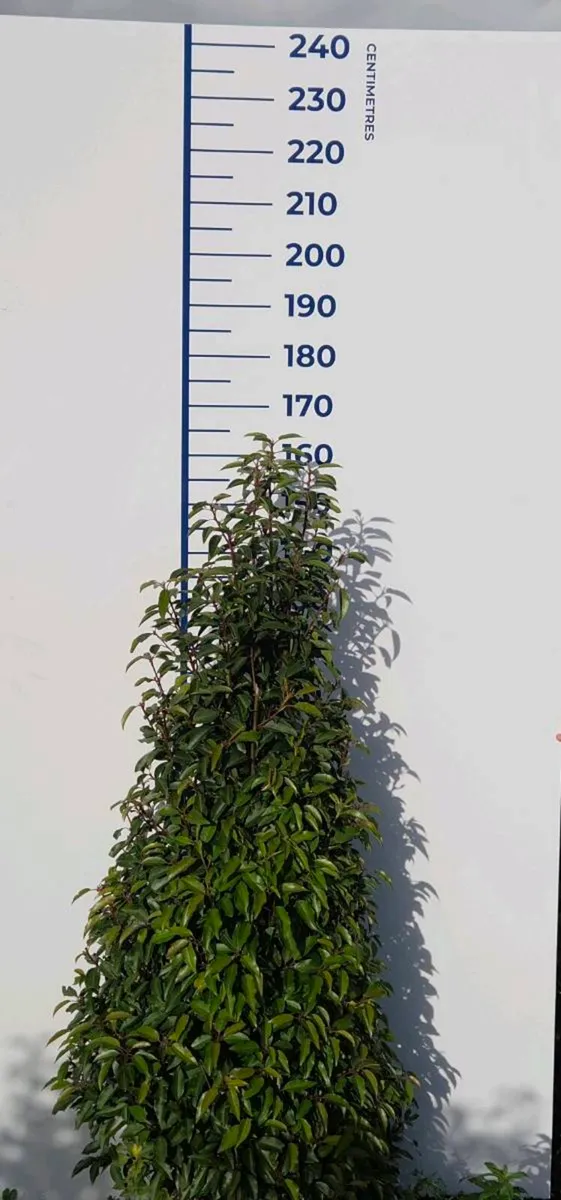 Portuguese Laurel Hedging 1.6-1.8m rootball - Image 1