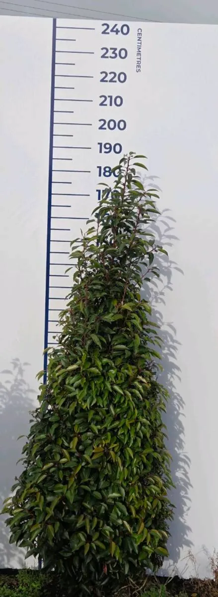 Portuguese Laurel Hedging 1.6-1.8m rootball - Image 2