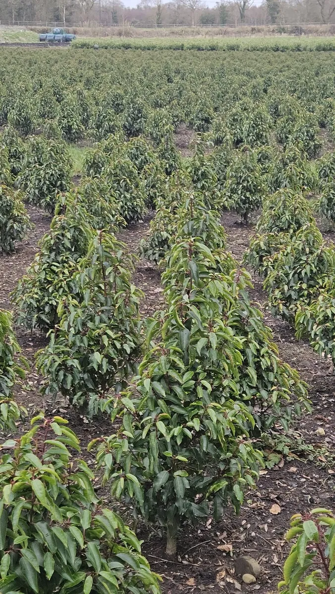Portuguese Laurel Hedging 1.6-1.8m rootball - Image 3