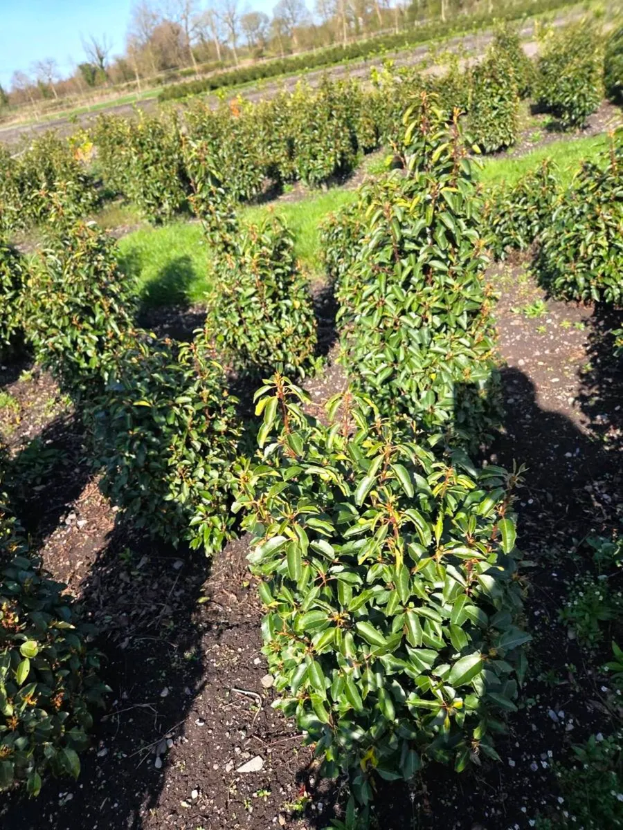 Portuguese Laurel Hedging 1.6-1.8m rootball - Image 4