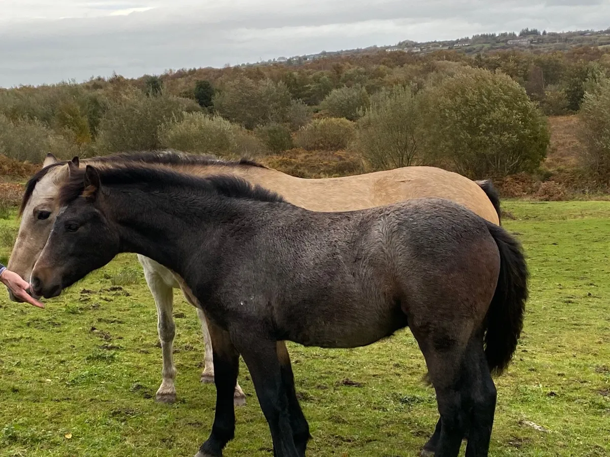 Connemara Colt Foal - Image 2