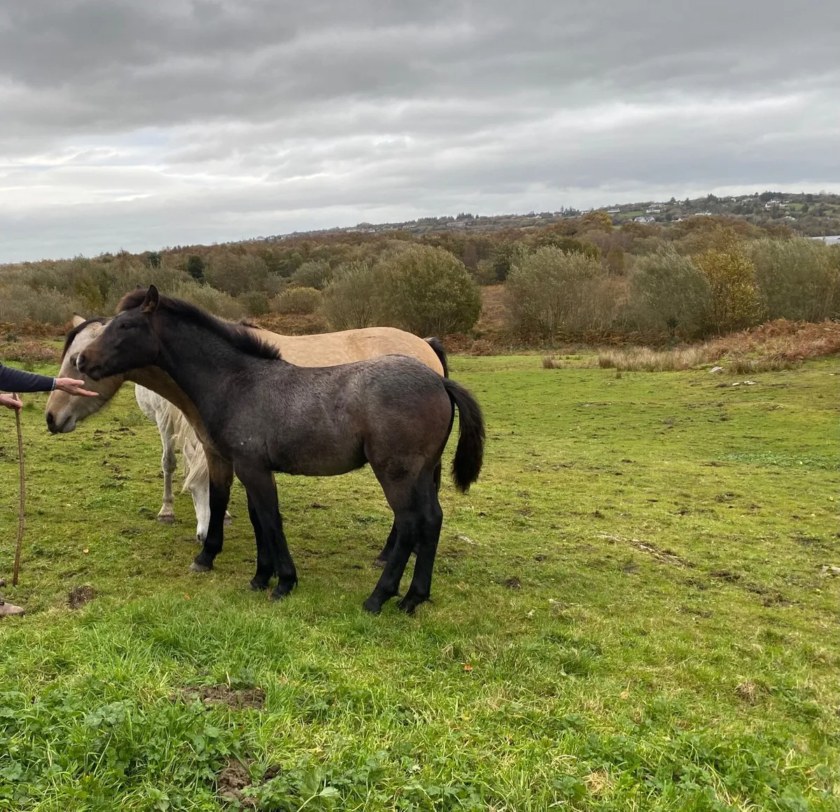Connemara Colt Foal - Image 3