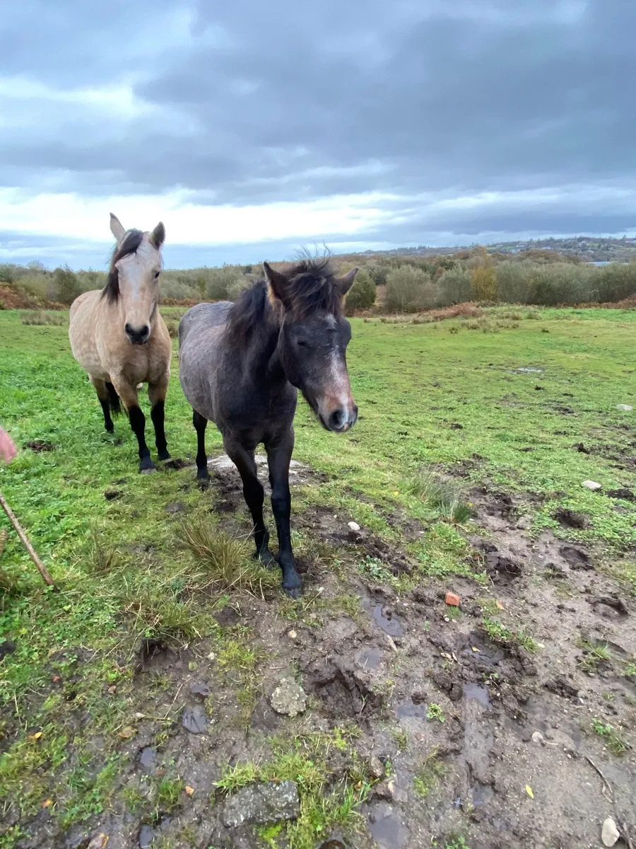 Connemara Colt Foal - Image 4