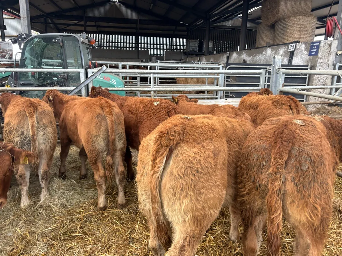 12 super u grade red limosin heifers - Image 1