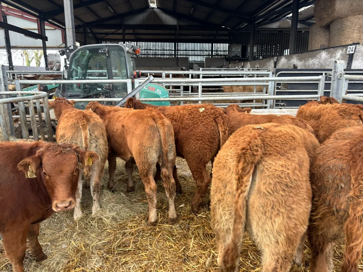 12 super u grade red limosin heifers - Image 2