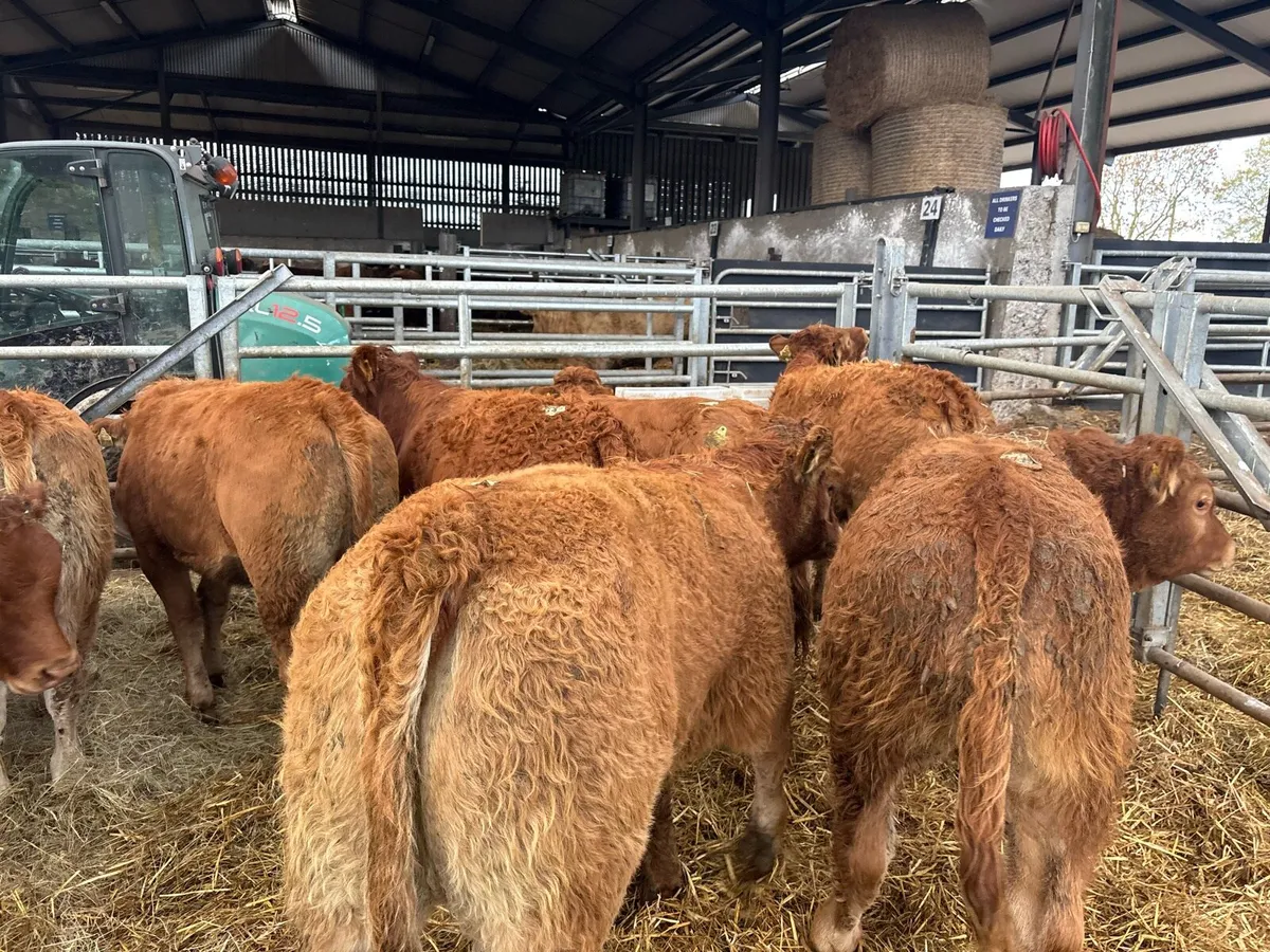 12 super u grade red limosin heifers - Image 3