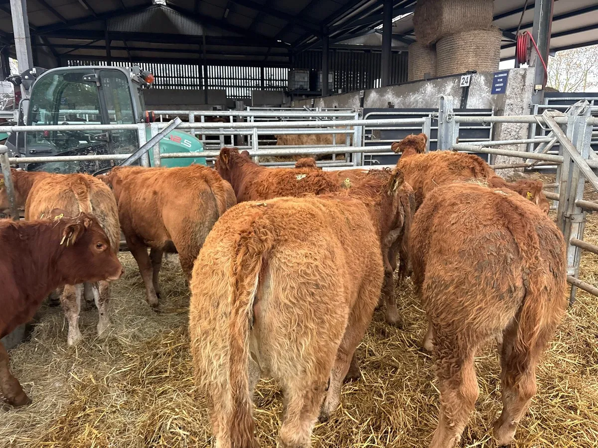 12 super u grade red limosin heifers - Image 4