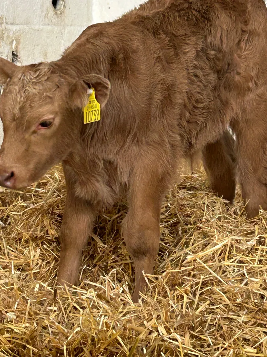 A SUPER U GRADE GOLDEN CH BULL CALF - Image 2