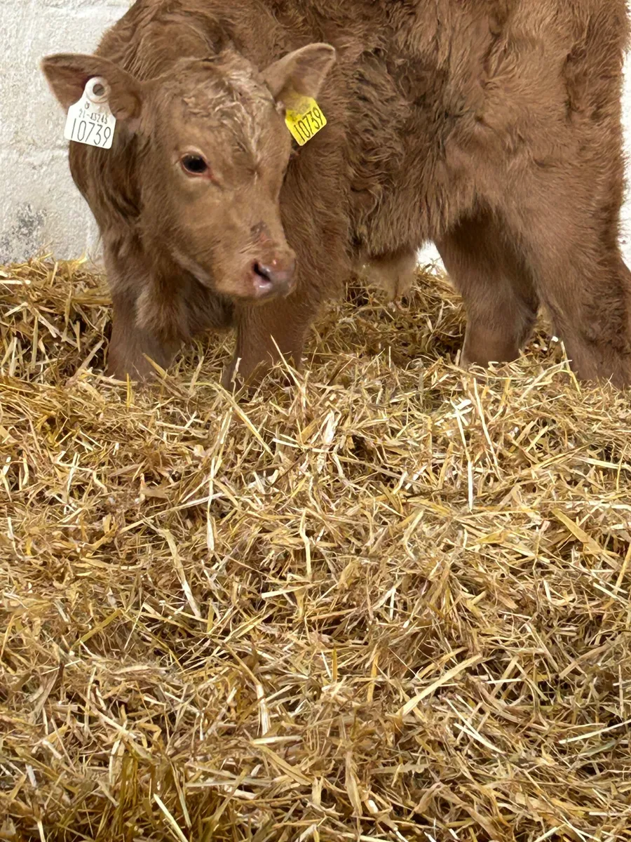 A SUPER U GRADE GOLDEN CH BULL CALF - Image 4