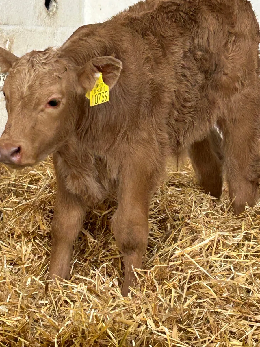 A SUPER U GRADE GOLDEN CH BULL CALF - Image 3