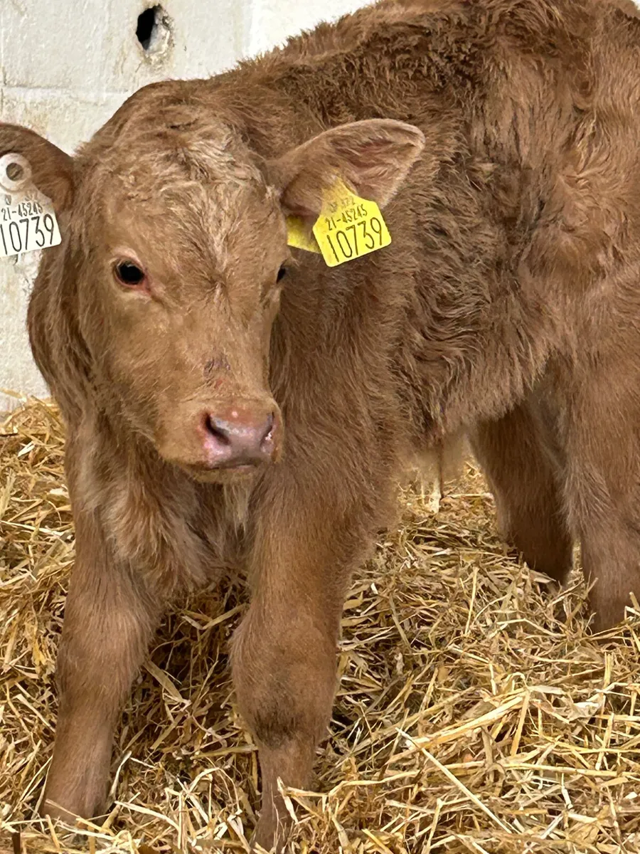 A SUPER U GRADE GOLDEN CH BULL CALF - Image 1