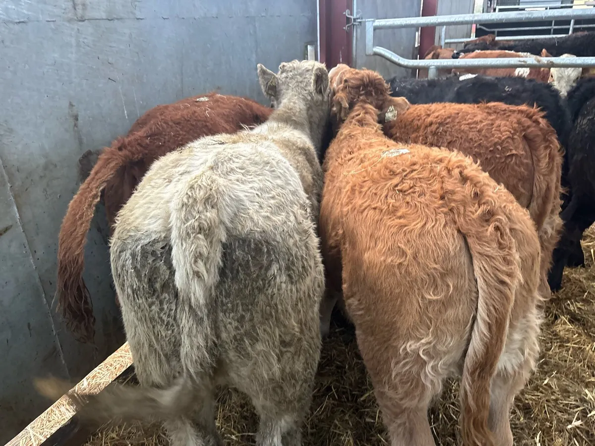 10 super suckler bred continental heifers - Image 3